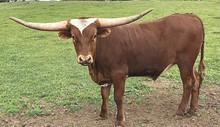 Rio Red Steer 