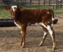 Ramblin Queen Heifer