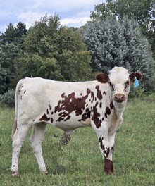 YR Red Rock x Hicks Annie Gator Heifer