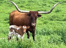 Watson 1634 Heifer
