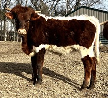 Ramblin Beauty Bull