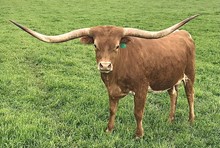 YR Ramblin Beauty