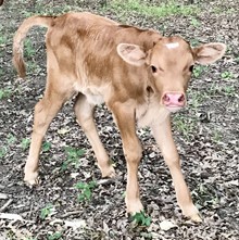 YR Bull Calf