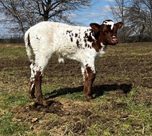 Rio Red Heifer