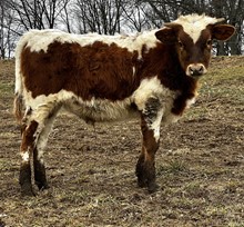 Fancy Devil Steer