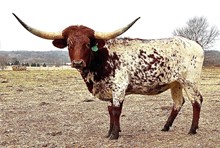 YR Yuma Dream