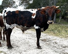 Devils Gypsy Bull