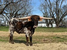 Tolar's Smooth Criminal