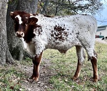 Gracie Bull 