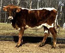 Foxy Lady Bull