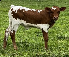Baby Blues Heifer 