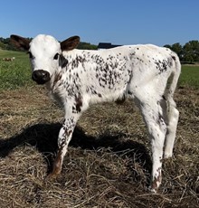 Iron Tierra heifer