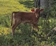 Legendary Heifer