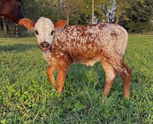 Foxy Girl Heifer