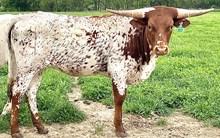 YR Yuma Rose