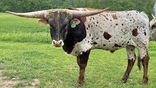 YR Big Ruben