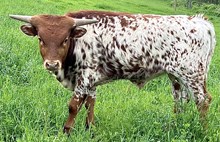 Spitfire bull 2024