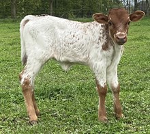 Concealed Red Heifer 2024