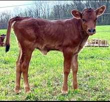 R. Ritz Heifer 2025