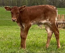 Legendary Bull 2025