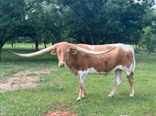 2021 BULL (AUTUMN)