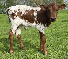 My Girl Bull 2025