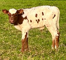 Bourbon Beauty Bull 2025