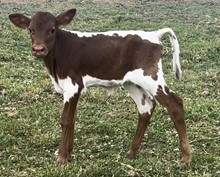 YR Outspoken Heifer