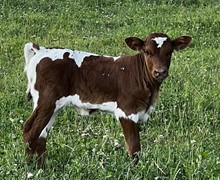 YR Roscoe's Phenom Heifer