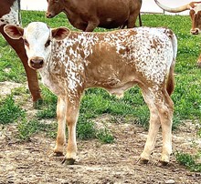 Gypsy Soul Bull