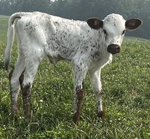 Rustic Fever Heifer