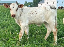 Ritzy Devil Heifer