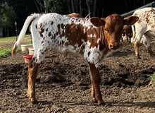 Gracie Heifer