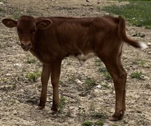 Little Pistol Heifer