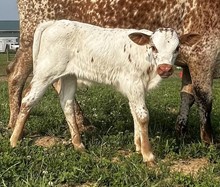 Sparklett Bull