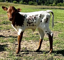 YR Foxy Lady Heifer
