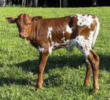 YR Cinnamon Spice Bull