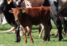 OHL AUTUMN HEIFER CALF