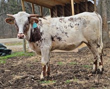 A2L Copperhead Queen