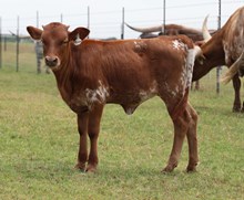 YR Roscoe x Ramblin Queen Heifer Calf